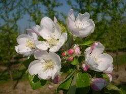 Allegro Ⓢ Malus Domestica -Frucht Wald Geschaft allegro2