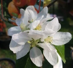 Alkmene Malus Domestica -Frucht Wald Geschaft almene