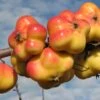 Apistar® Malus Domestica `Apistar´ -Frucht Wald Geschaft apfel sternapi fruechte
