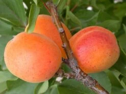 Zwerg-Aprikose `Garden Aprigold® ´ Prunus Armeniaca `Garden Aprigold´ -Frucht Wald Geschaft aprigold2