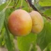Aprimira Prunus Domestica Subsp. Syriaca `Aprimira´ -Frucht Wald Geschaft aprimira
