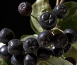 Aronia- Apfelbeere Nero Aronia Prunifolia `Nero´ -Frucht Wald Geschaft aronia nero 600x600
