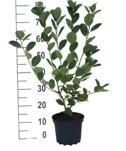 Aronia- Apfelbeere Nero Aronia Prunifolia `Nero´ -Frucht Wald Geschaft aronia neroiiPvXE42DygxM