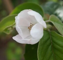 Tafelquitte Ayva® - Süßquitte, Kann Roh Verzehrt Werden Cydonia `Ayva´ 9 Tafelquitte Ayva® - Süßquitte, Kann Roh Verzehrt Werden Cydonia `Ayva´ -Frucht Wald Geschaft ayva bl te