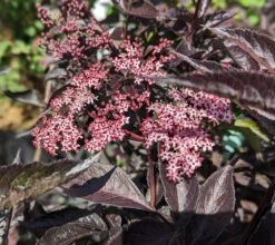 Rotblättriger Holunder `Black Beauty´ Sambucus Nigra `Black Beauty´ 9 Rotblättriger Holunder `Black Beauty´ Sambucus Nigra `Black Beauty´ -Frucht Wald Geschaft black beauty2