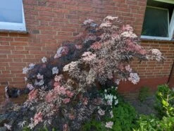 Holunder Black Lace ® Sambucus Nigra `Black Lace´ -Frucht Wald Geschaft black lace6