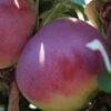 Säulenapfel `McIntosh Wijcik´ Malus Domestica `Wijcik´ -Frucht Wald Geschaft black mcintosh 656BKr7pQHZsSGwL