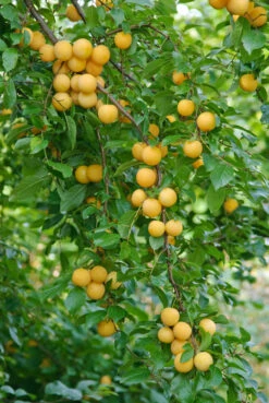 Kirschpflaume Prunus Cerasifera -Frucht Wald Geschaft botanikfoto 502360 RF WEB