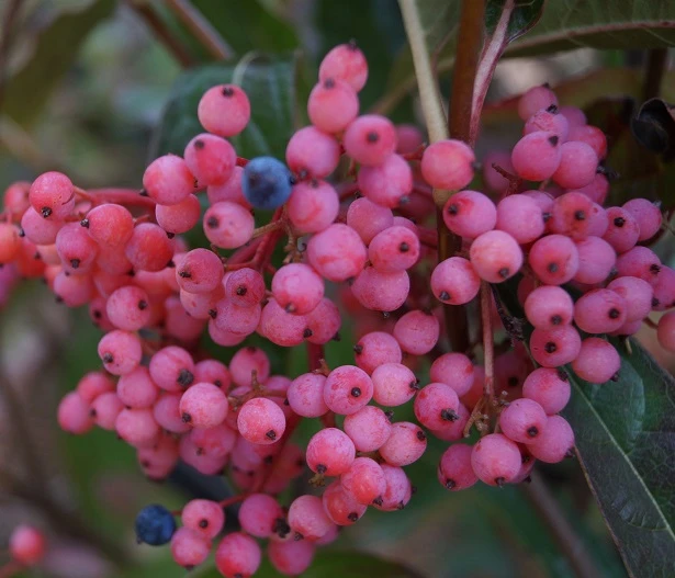 Amerikanischer Schneeball `Brandywine´ Viburnum Nudum `Brandywine´ 4 Amerikanischer Schneeball `Brandywine´ Viburnum Nudum `Brandywine´ – Bild 2