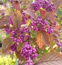 Schönfrucht, Liebesperlenstrauch Callicarpa Bodinieri `Profusion´ 9 Schönfrucht, Liebesperlenstrauch Callicarpa Bodinieri `Profusion´ -Frucht Wald Geschaft callicarpa