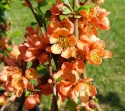 Nordische Zitrone, Zierquitte `Cido´ Chaenomeles Japonica `Cido´ -Frucht Wald Geschaft cido 1