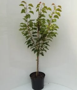 Kompakt Wachsende Aprikose `CompactaⓇ´ Prunus Armeniaca `Compacta´ -Frucht Wald Geschaft compacta