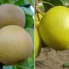 Duo-Nashibaum, Nijiseiki & Kosui Pyrus Pyrifolia -Frucht Wald Geschaft duo nashi