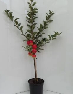 Elstar ® Malus Domestica 11 Elstar ® Malus Domestica -Frucht Wald Geschaft elstar bscuhbaum