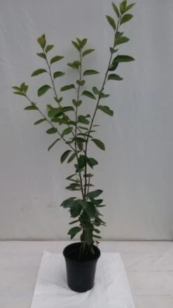 Prince William-Großfruchtige Felsenbirne Amelanchier `Prince William´ 13 Prince William-Großfruchtige Felsenbirne Amelanchier `Prince William´ -Frucht Wald Geschaft fELSENBIRNE 600x600