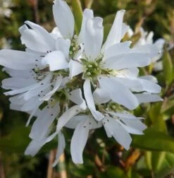 Neue Produkte -Frucht Wald Geschaft felsenbirne ballerina 1