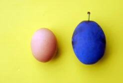 Haganta (S) Prunus Domestica `Haganta´ 12 Haganta (S) Prunus Domestica `Haganta´ -Frucht Wald Geschaft haganta12