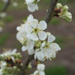 Hanita ® Prunus Domestica `Hanita 12 Hanita ® Prunus Domestica `Hanita -Frucht Wald Geschaft hanita bl te