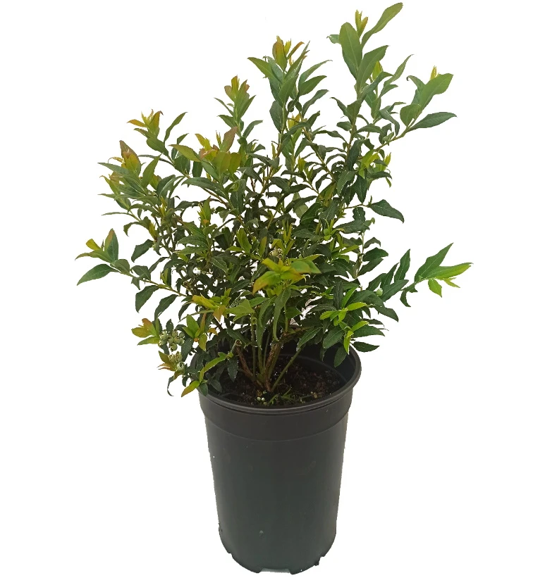 Heidelbeere `Hortblue Petite´ Kompakt Wachsend Vaccinum Corymbosum `Hortblue Petite´ 4 Heidelbeere `Hortblue Petite´ Kompakt Wachsend Vaccinum Corymbosum `Hortblue Petite´ – Bild 2