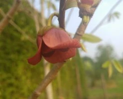 Veredelte Indianerbanane (Paw Paw) `Shenandoah®´ Asimina Triloba `Shenandoah´ -Frucht Wald Geschaft indianaerbanane bl te5af9967b504ef