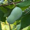 Veredelte Indianerbanane (Paw Paw) `Halvin´ Asimina Triloba `Wells´ -Frucht Wald Geschaft indianerban frucht 1