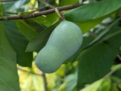 Neue Produkte 9 Veredelte Indianerbanane (Paw Paw) `Halvin´ Asimina Triloba `Wells´