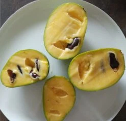 Frucht Wald Geschaft 13 Frucht Wald Geschaft -Frucht Wald Geschaft indianerbanane frucht aufgeschnittenmC83OjAvblbkD