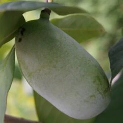 Veredelte Indianerbanane (Paw Paw) `Prima 1216´ Asimina Triloba `Prima 1216´ -Frucht Wald Geschaft indianerbanane43