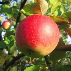 Jonagold Malus Domestica -Frucht Wald Geschaft jonagold