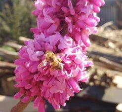Judasbaum Cercis Siliquastrum -Frucht Wald Geschaft judasbaum mit biene 3UmROOMoGkmKP3