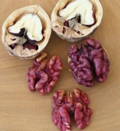Neue Produkte 14 Walnuss `Rote Donaunuss´ Juglans Regia `Rote Donaunuss´