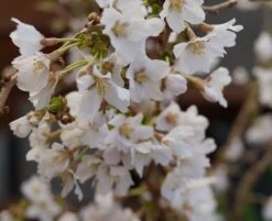 Zwerg-Zierkirsche `Kojou-no-mai´ Prunus Incisa `Kojou-no-mai´ -Frucht Wald Geschaft kojou no mai2