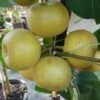 Nashi Kosui Pyrus Pyrifolia `Kosui´ -Frucht Wald Geschaft kosui2