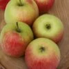 Delcorf (Delbarestival ®) Malus Domestica `Delcorf´ -Frucht Wald Geschaft malus domestica delbarestival R