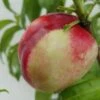 Nektarine `Fantasia´ Prunus Nucipersica `Fantasia´