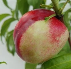 Nektarine `Fantasia´ Prunus Nucipersica `Fantasia´