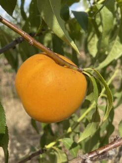 Honig-Nektarine `Bellarina´ Prunus Nucipersica `Bellarina´ -Frucht Wald Geschaft nektarine bellarina frucht
