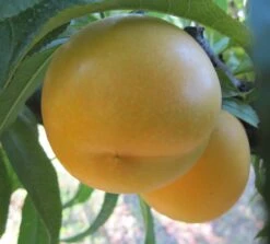 Honig-Nektarine `Bellarina´ Prunus Nucipersica `Bellarina´