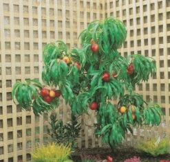 Zwergnektarine `Rubis® Necta ZeeⓈ´ Prunus Nucipersica -Frucht Wald Geschaft nektarine necta zee rubis baum