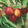 Zwergnektarine `Rubis® Necta ZeeⓈ´ Prunus Nucipersica -Frucht Wald Geschaft nektarine necta zee rubis fruechte