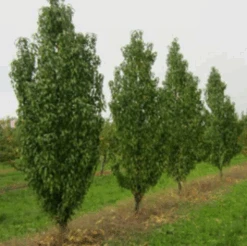 Säulen-Pfirsich `Ellora´ Prunus Persica `Ellora´ -Frucht Wald Geschaft pfirsich ellora baeume