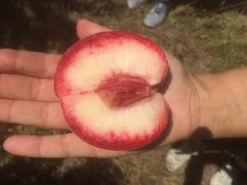 Säulen-Pfirsich `Ellora´ Prunus Persica `Ellora´ -Frucht Wald Geschaft pfirsich ellora frucht1