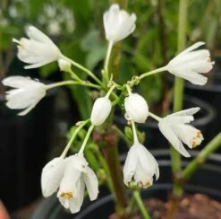 Rispen-Pimpernuss Staphylea Pinnata -Frucht Wald Geschaft pimpernuss2