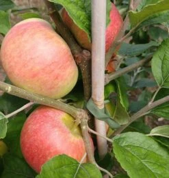 Prinz Albrecht Von Preußen Malus Domestica -Frucht Wald Geschaft prinz albrecht 1