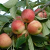 Rebella ® Malus Domestica -Frucht Wald Geschaft rebellas