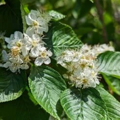 Erlenblättrige Eberesche `Red Bird´ Sorbus Alnifolia `Red Bird´ 8 Erlenblättrige Eberesche `Red Bird´ Sorbus Alnifolia `Red Bird´ -Frucht Wald Geschaft red bird 2