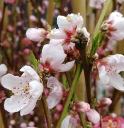 Pfirsich Red Haven Prunus Persica `Red Haven´ 11 Pfirsich Red Haven Prunus Persica `Red Haven´ -Frucht Wald Geschaft red haven bl te