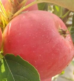 Neue Produkte -Frucht Wald Geschaft rotfleischiger s ulenapfel41