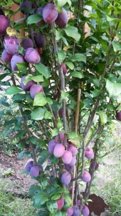 Rote Säulen-Mirabelle `Ruby´ Wurzelnackt Prunus Domestica Subsp. Syriaca `Ruby´ 8 Rote Säulen-Mirabelle `Ruby´ Wurzelnackt Prunus Domestica Subsp. Syriaca `Ruby´ -Frucht Wald Geschaft ruby2a0Cx9InYDY0Pl