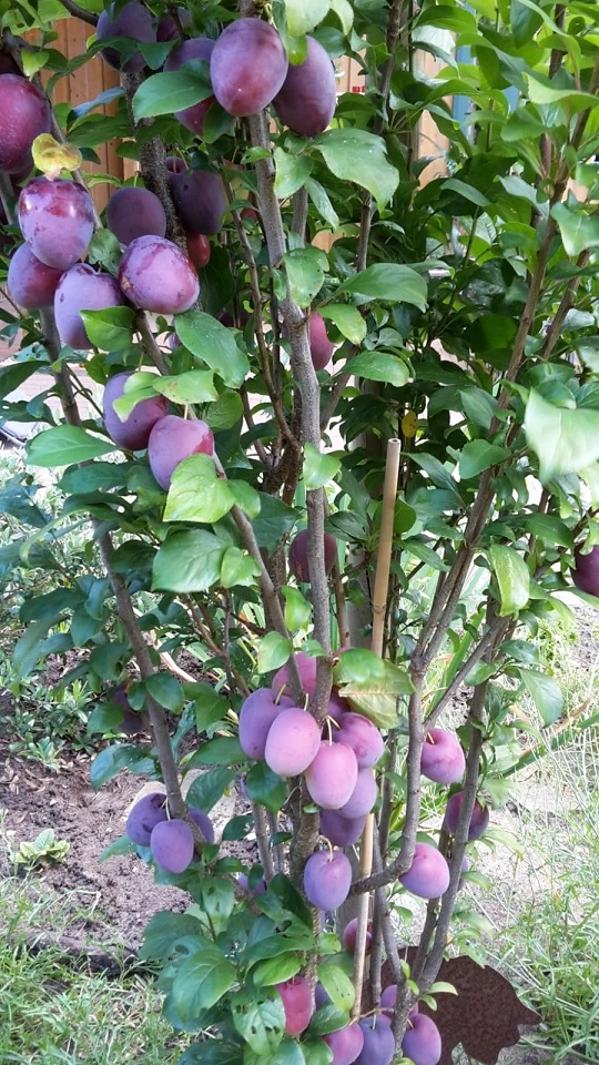 Rote Säulen-Mirabelle `Ruby´ Wurzelnackt Prunus Domestica Subsp. Syriaca `Ruby´ 5 Rote Säulen-Mirabelle `Ruby´ Wurzelnackt Prunus Domestica Subsp. Syriaca `Ruby´ – Bild 3